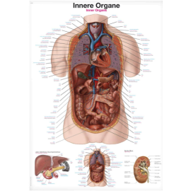 Tablica anatomiczna "Narządy wewnętrzne" 