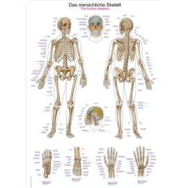 Tablica anatomiczna "Szkielet człowieka"