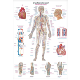 Tablica anatomiczna "Układ krwionośny"