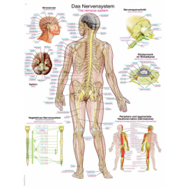 Tablica anatomiczna "Układ nerwowy"
