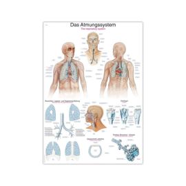 Tablica anatomiczna "Układ oddechowy"
