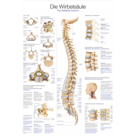 Tablica anatomiczna "Kręgosłup"
