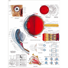 Tablica ścienna "Budowa oka"