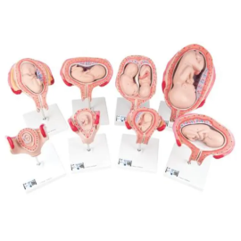 Zestaw 8 modeli przedstawiających fazy rozwoju zarodka i płodu [L10]