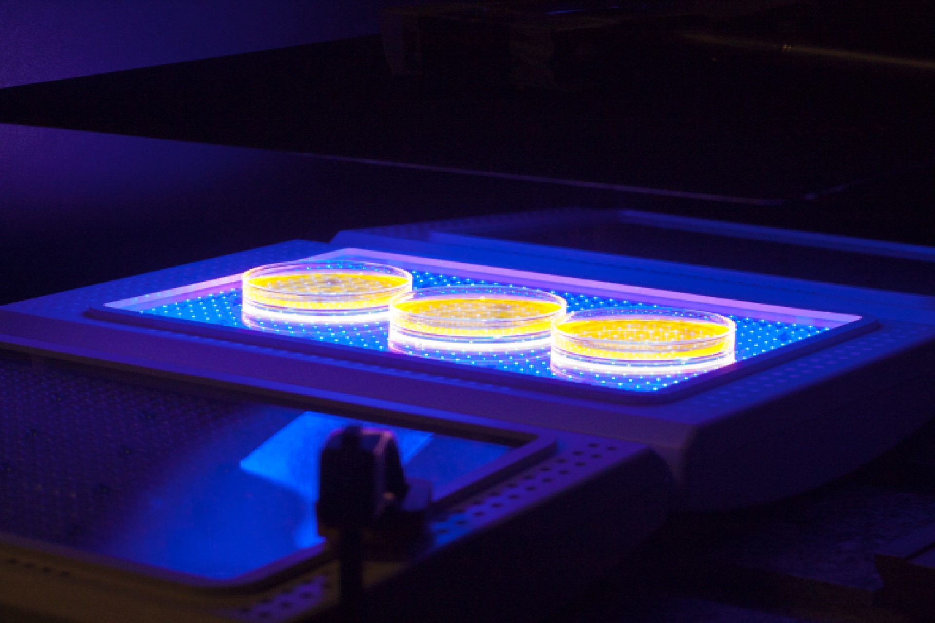 Wykorzystanie fluorescencji w kosmetyce