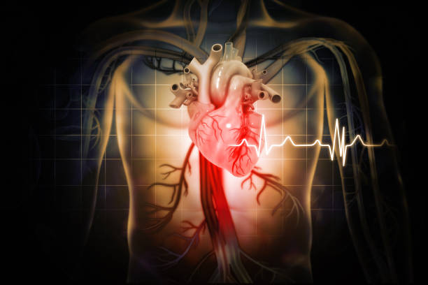 Z czego składa się układ sercowo- naczyniowy? 