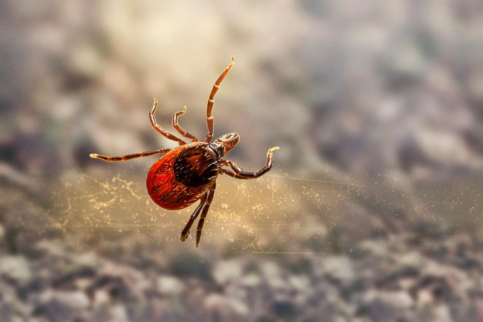 Erlichioza – cicha choroba przenoszona przez kleszcze