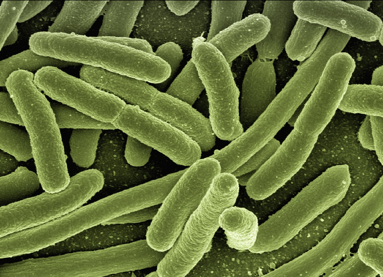 Enterobakterie: co powinieneś wiedzieć o tych bakteriach?