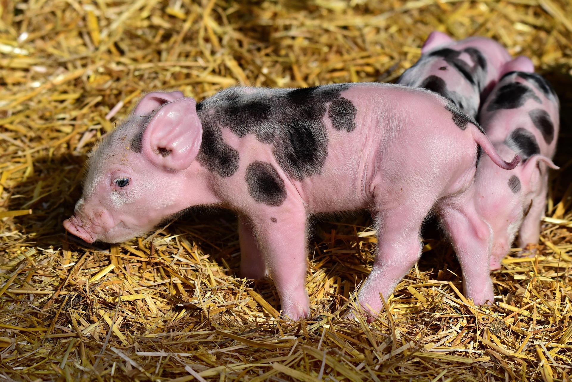 Eperytrozoonoza świń – przyczyny, objawy, rozpoznanie i leczenie