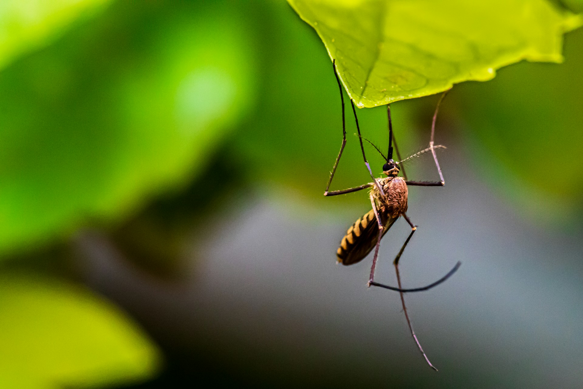 Dlaczego komary gryzą akurat nas ?