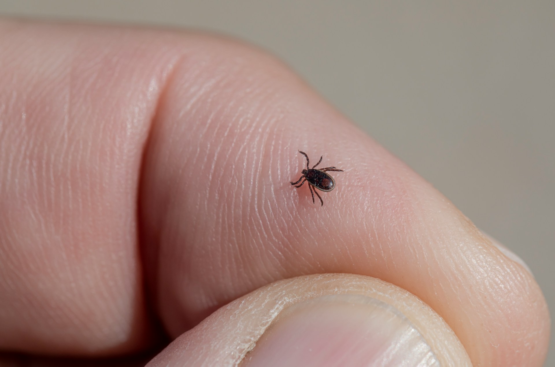 Ugryzienie kleszcza a antybiotyk – kiedy i dlaczego warto go przyjąć?