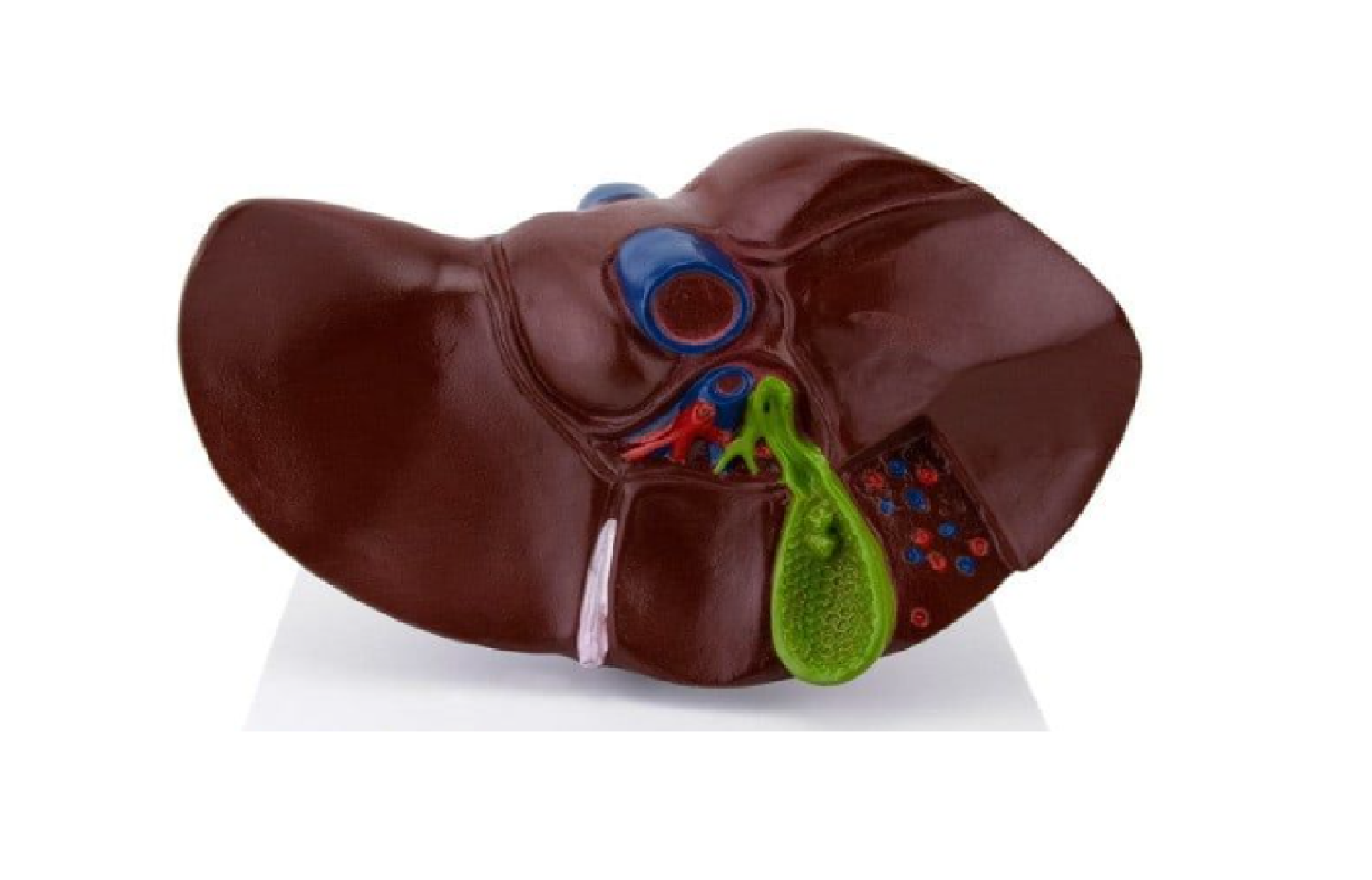 Hepatyt – czym jest i dlaczego warto o nim mówić?